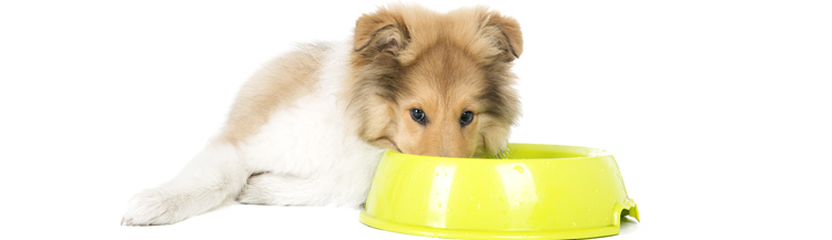 Как кормить щенка в 3 месяца сухим кормом?