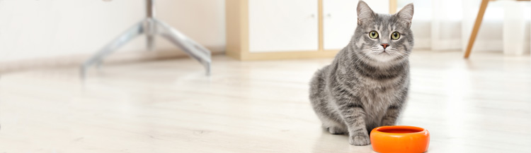 Как перевести кота на сухой корм?