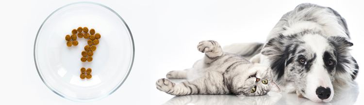 Как подобрать сухой корм для своего любимца?