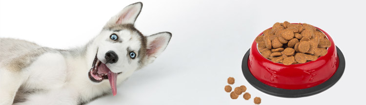 Каким сухим кормом лучше кормить щенка?