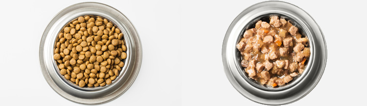 Какой корм лучше, сухой или влажный?