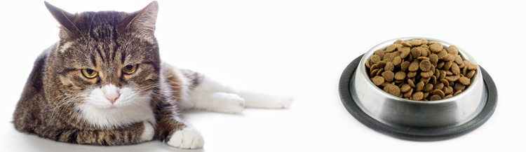 Кот не ест сухой корм — что делать?