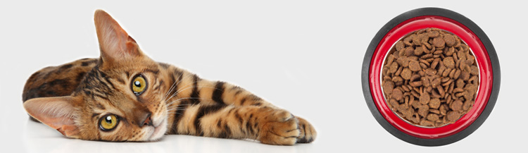 Котёнок не ест сухой корм — что делать?