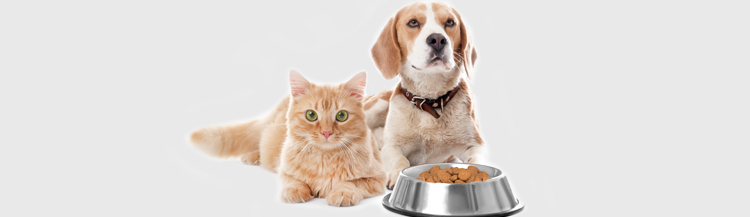 Можно ли сухой корм кошкам и собакам?