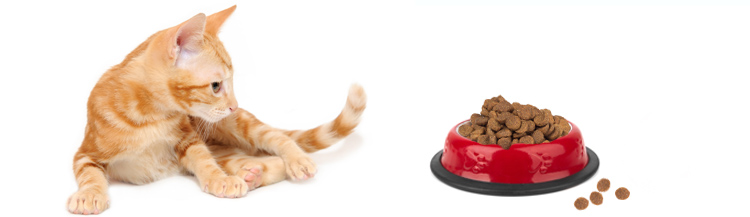 С какого возраста котятам можно сухой корм?