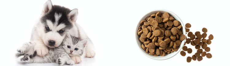 Со скольких месяцев можно давать сухой корм?