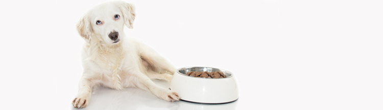 Можно ли давать собакам сухой корм?