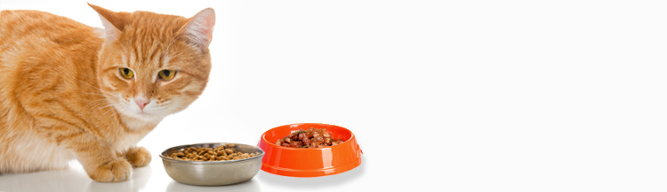 Можно ли кошкам сухой и влажный корм?