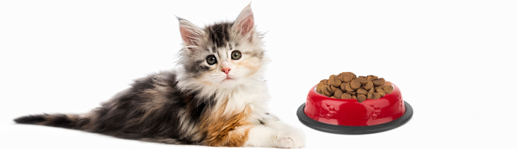 Можно ли котятам сухой корм?