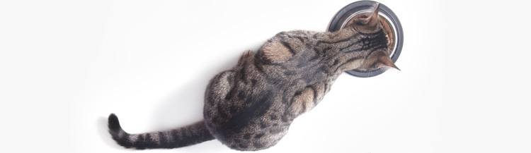 Сколько грамм сухого корма давать кошке?