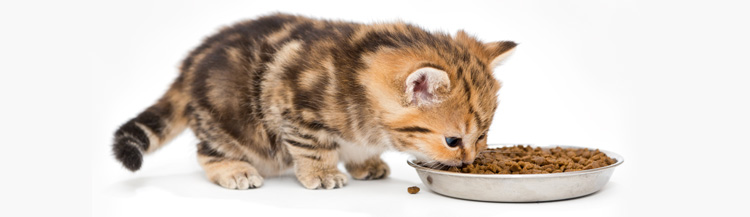 Сколько грамм сухого корма давать котёнку?