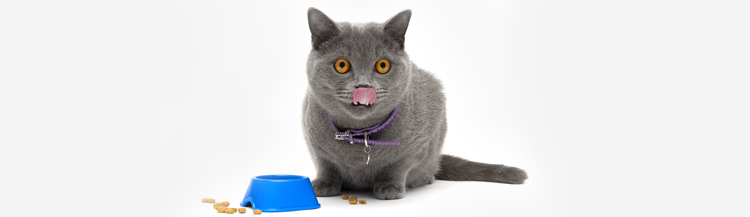 Сколько сухого корма нужно давать коту в день?