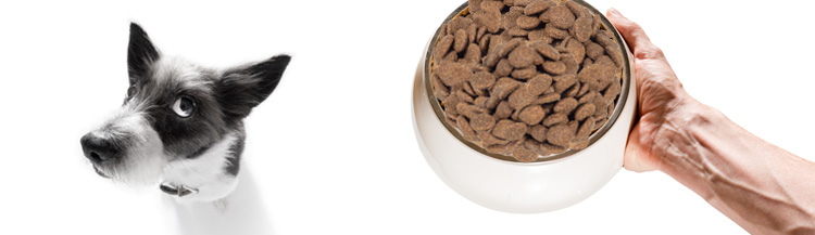 В чём может быть вред сухого корма для собак?