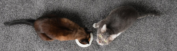 Вреден ли сухой корм для кошек?