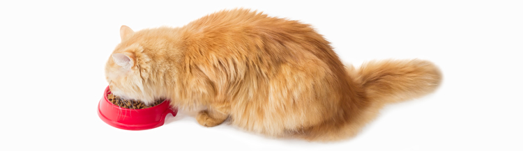 Вреден ли сухой корм?