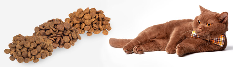 Можно ли кормить кота разными сухими кормами?