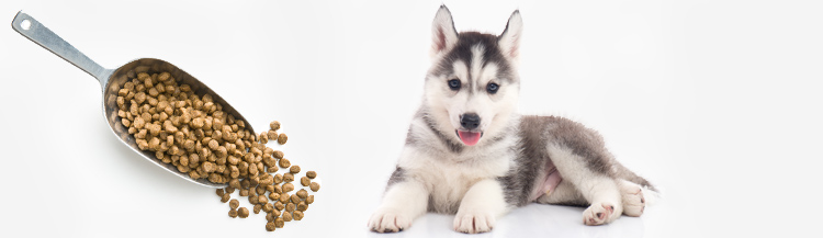 Сколько давать сухого корма щенку в 3 месяца?