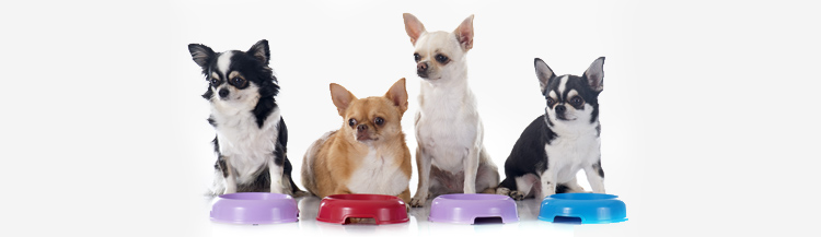 Сколько грамм сухого корма давать собаке?