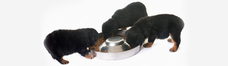 Сколько раз кормить щенка сухим кормом?