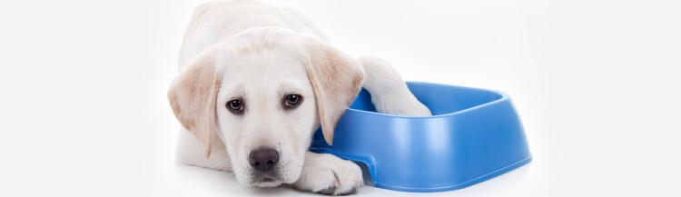 Сколько сухого корма нужно давать щенку в день?