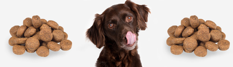 Можно ли кормить собаку только сухим кормом?