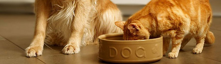 Можно ли кошкам собачий сухой корм?