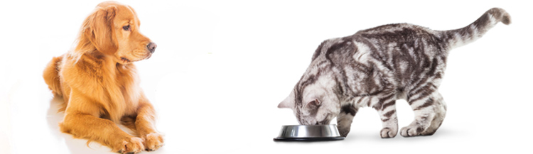 Можно ли котам собачий сухой корм?