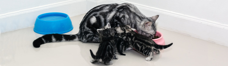 Можно ли котёнку взрослый сухой корм?