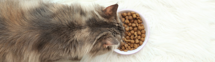 Особенности состава сухого корма для кошек