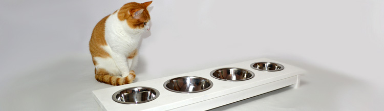 Каким кормом лучше кормить кошку?