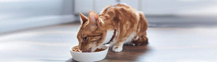 Какой корм лучше давать кошке?