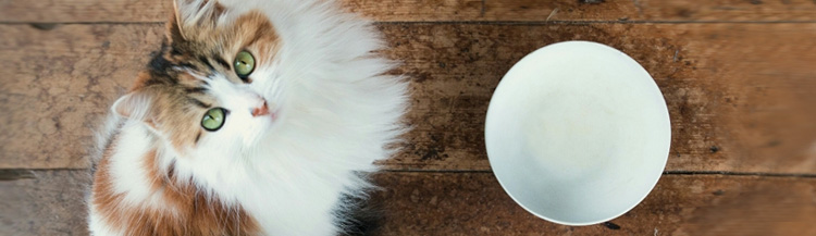 Сколько времени кошка может без корма?