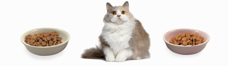 Чем отличаются корма для кошек?