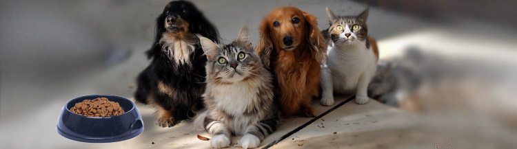 Отличие корма для кошек и собак