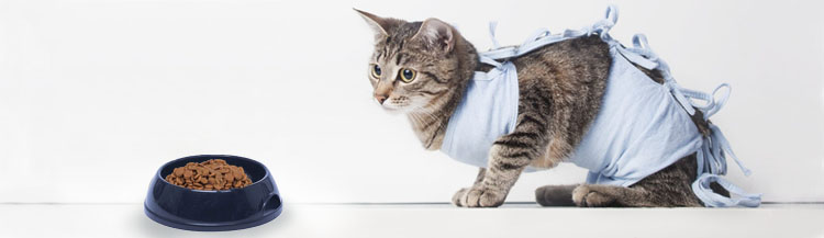 Чем отличается корм для стерилизованных кошек?