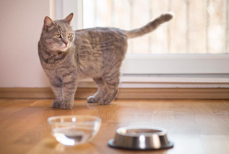 Что делать, если кошка перестала есть сухой корм?