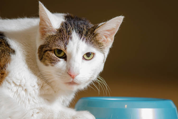 Как провести самостоятельно анализ сухих кормов для кошек?