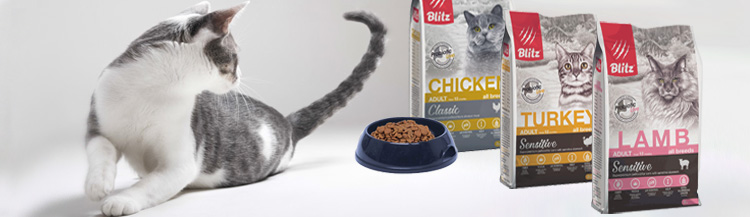 Как выбрать лучший сухой корм для кошек?