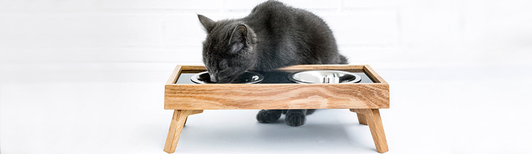 Какие есть корма для кошек?