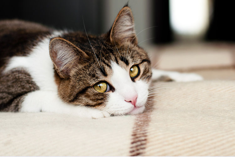 Кошка плохо ест сухой корм — основные причины