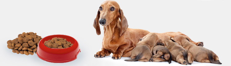 Можно ли кормящую собаку кормить сухим кормом?