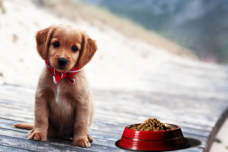 Почему щенок не набирает вес на сухом корме?