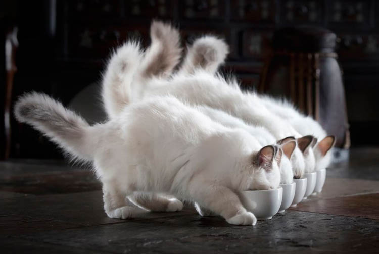 Рейтинг кормов для кошек — как найти лучший?