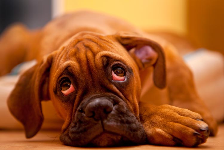 Собака перестала есть сухой корм