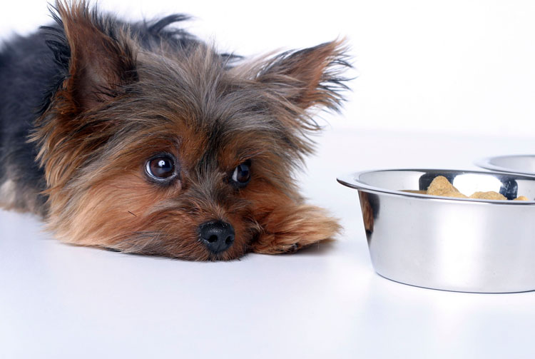 Собака плохо ест сухой корм — что делать?