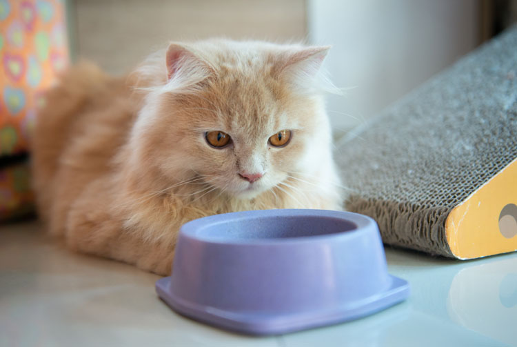 Кормить ли кошку сухим кормом?