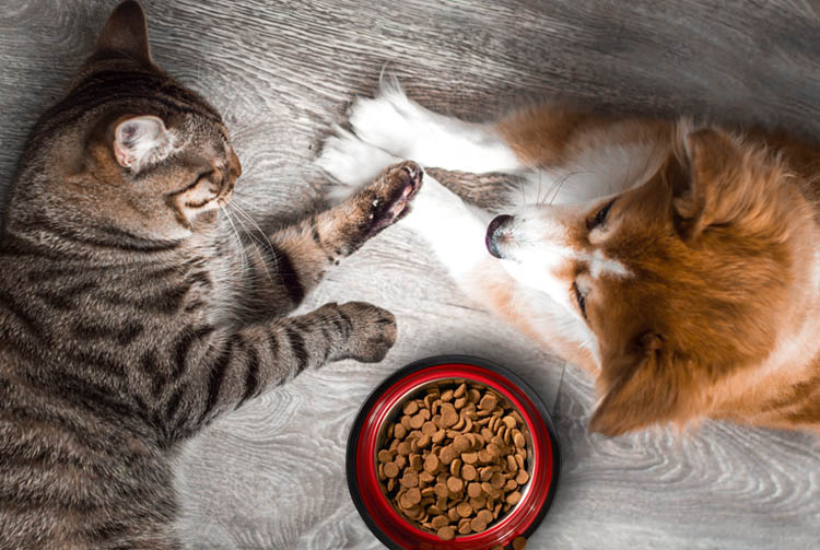 Кормить ли сухим кормом домашних питомцев?