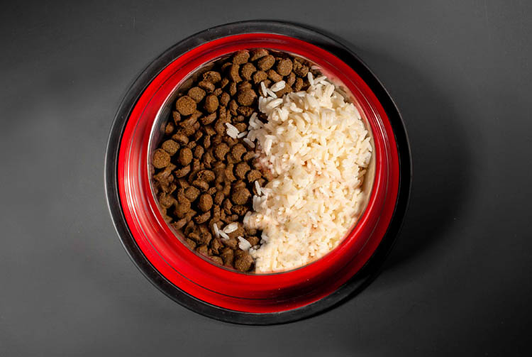 Можно ли давать сухой корм с кашей?