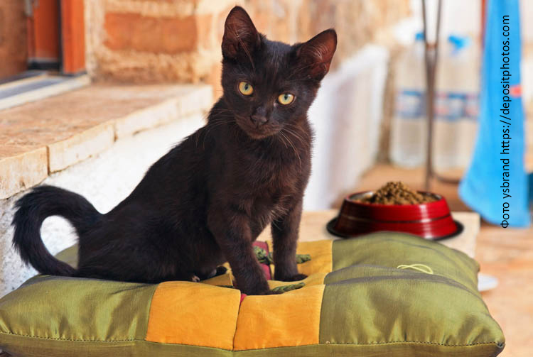 Можно ли сухой корм для взрослых котёнку?