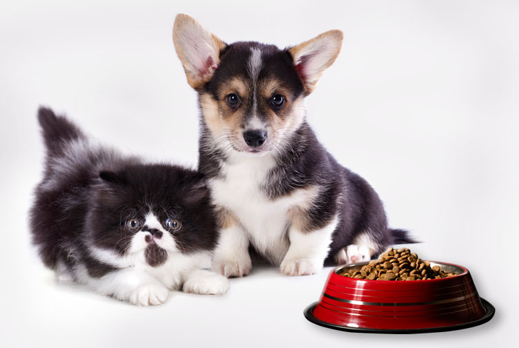 Приучаем к сухому корму: пошаговая инструкция